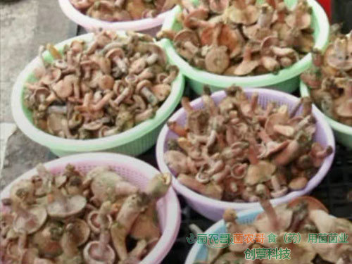 人工種植松乳菇 人工種植松乳菇